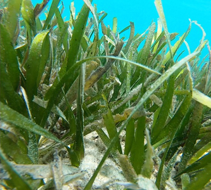 underwater photo of seagrass