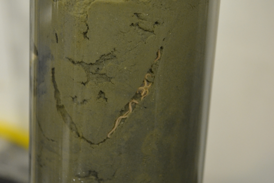 Image 3, brittle star inside the acoustic resonantor tube