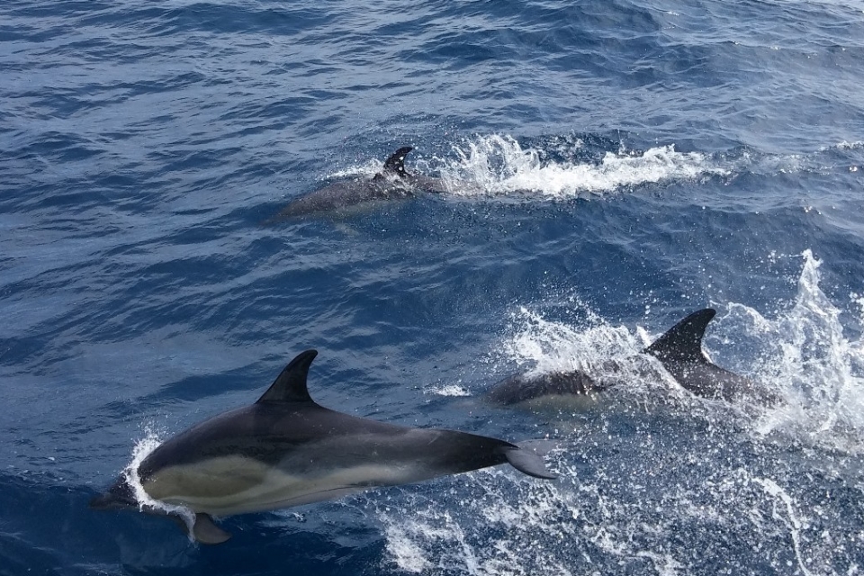 Image 6, dolphins riding the bow wave